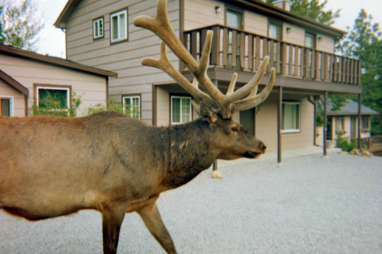 Skyline Cottages Estes Park Bagian luar foto
