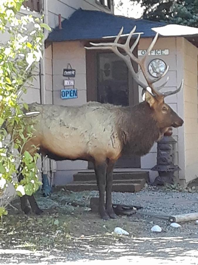 Skyline Cottages Estes Park Bagian luar foto